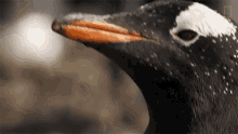 Stare World Penguin Day GIF - Stare World Penguin Day Symphony For Our World GIFs