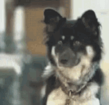 Just Chilling Waiting For You Like GIF - Just Chilling Waiting For You Like Funny Animals GIFs