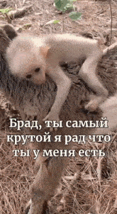 a monkey is laying on top of a dog with a caption in a foreign language