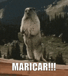 a ground squirrel is standing on its hind legs on a wooden ledge with the words maricar written below it