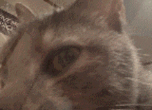 a close up of a cat 's face with a sign in the background that says ' rivet space '