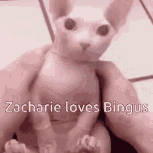 Bingus Zacharie GIF - Bingus Zacharie GIFs