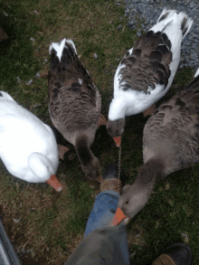 The Game Is Called Duck Duck Goose Not Duck Duck Boot GIF - The Game Is Called Duck Duck Goose Not Duck Duck Boot GIFs
