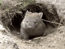 Cute Hide GIF - Cute Hide Wombat GIFs