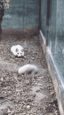 a couple of foxes are laying on the ground in a zoo enclosure .