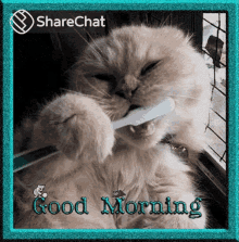 Good Morning Toothbrush GIF - Good Morning Toothbrush Cat GIFs