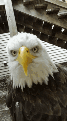 Majestic Symbol Of The Usa GIF - Majestic Symbol Of The Usa Love The Adorable One That Is Loved GIFs