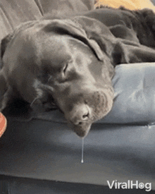 GIF