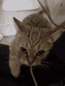 Kitty Looking Up GIF - Kitty Looking Up Cat GIFs