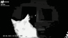 a black and white photo of a hamster looking at the camera