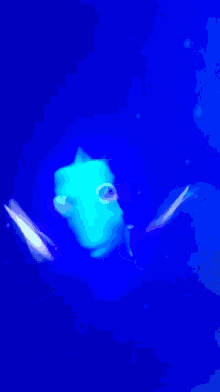 finding nemo anglerfish gif