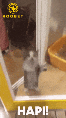 a cat standing in front of a door with the word hapi on the bottom right