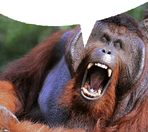 маупа мавпа Sticker - маупа мавпа грузіямавпаєук Stickers