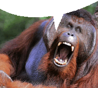 маупа мавпа Sticker