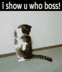 I Am The King I Show U Who Boss GIF - I Am The King I Show U Who Boss Cat GIFs