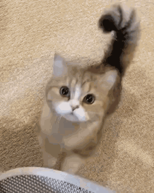 Hockey cat kitty GIF - Find on GIFER