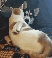 Snuggle Dog GIF - Snuggle Dog Cat GIFs
