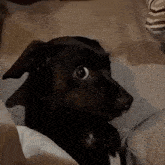 a black dog is laying on a couch looking at the camera
