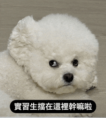 a small white dog is laying down with chinese writing on it