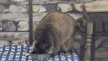 Raccoon Eating GIF - Raccoon Eating Isle Of Wight Zoo GIFs