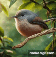 a small bird is perched on a tree branch with a make a gif.com watermark