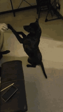 a black dog standing on its hind legs next to a couch