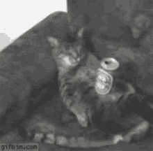 Drunk Cat GIF - Drunk Cat GIFs