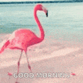 a pink flamingo is standing on a beach with the words `` good morning '' written on it .
