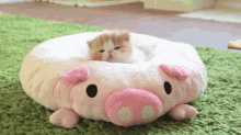 Cat Nap GIF - Kitten Pig Nap GIFs