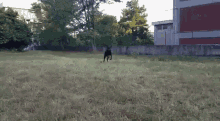 dobermann dog run