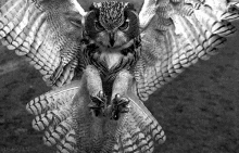 Owl Amazing GIF - Owl Amazing Fantastic GIFs