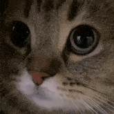 Cat Meow Stare Sad Tabby GIF - Cat Meow Stare Sad Tabby GIFs