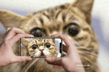 Cat Double Photo GIF - Cat Double Photo Snow Fall GIFs