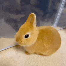 a small orange rabbit is sitting on a carpet next to a clear plastic container .