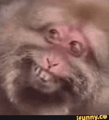 a close up of a monkey 's face with a funny.co logo in the lower right corner