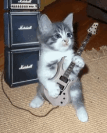 Cat Kitten GIF - Cat Kitten Guitar GIFs