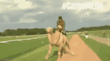 Camel Camels GIF - Camel Camels Camel4life GIFs