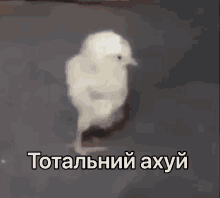 a small white chicken is standing on a black surface with a caption in russian .