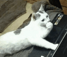 a white and gray cat is laying on top of a laptop computer .