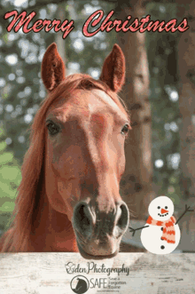 save a forgotten equine safe horse holiday merry christmas