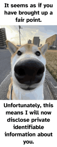Dog Meme Dog Face Meme GIF - Dog Meme Dog Face Meme Dog Meme Face GIFs