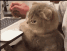 GIF