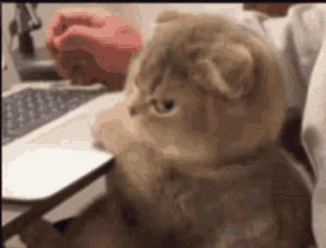 Cat cute angry GIF on GIFER - by Ariunn