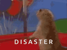Disaster GIF - Disaster GIFs