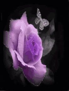 Purple Rose GIF - Purple Rose Butterfly GIFs