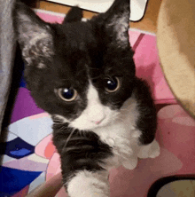 Hello Cat Cat Meme GIF - Hello Cat Cat Meme Meme GIFs