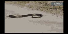 Piczok Snake GIF