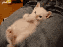 kittens-cats.gif