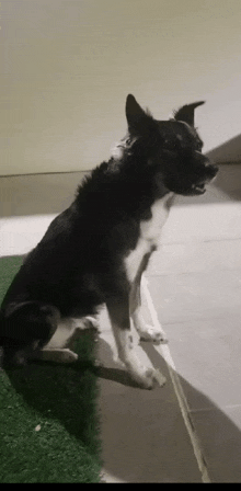 a black and white dog is sitting on a tiled floor on a leash .