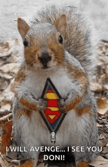 a squirrel is wearing a superman costume with a zipper on its chest .